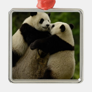 Adorno Metálico Crías de panda gigante (Ailuropoda melanoleuca)