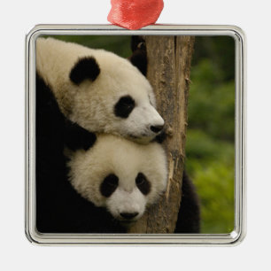 Adorno Metálico Crías de panda gigante (Ailuropoda melanoleuca)