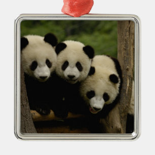 Adorno Metálico Crías de panda gigante Ailuropoda melanoleuca)