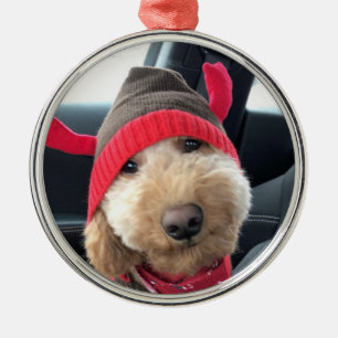 Adorno Metálico Cute Goldendoodle en el traje de sus Navidades