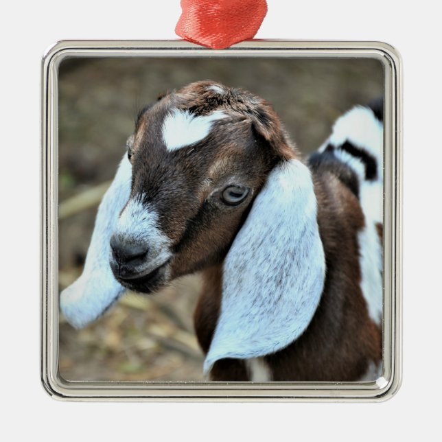 Adorno Metálico Cute Nubian Dairy Goate Kid (Frente)