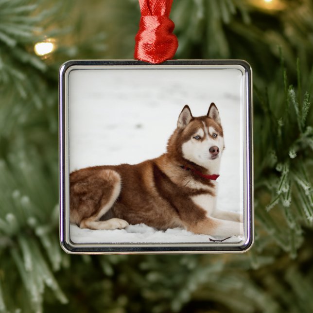 Adorno Metálico Cute siberian Husky retrato (Árbol)