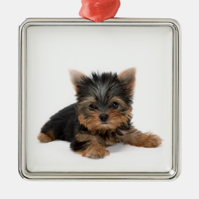 Adorno Metálico Cute Yorkshire Terrier Puppy (Frente)