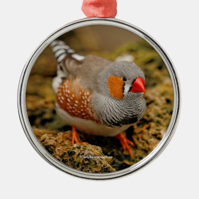 Adorno Metálico Cute Zebra Finch Songbird (Frente)