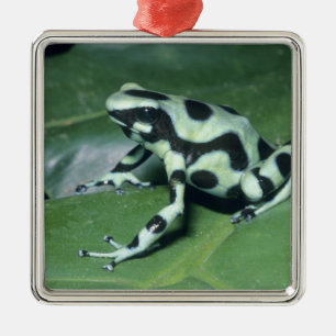 Adorno Metálico Dart Frog venenoso (Dendrobates auratus) Cahuita