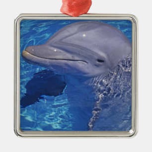 Adorno Metálico Delfín de Nariz de Botella, Tursiops Truncatus