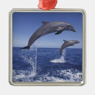 Adorno Metálico delfines de bottlenose del Caribe