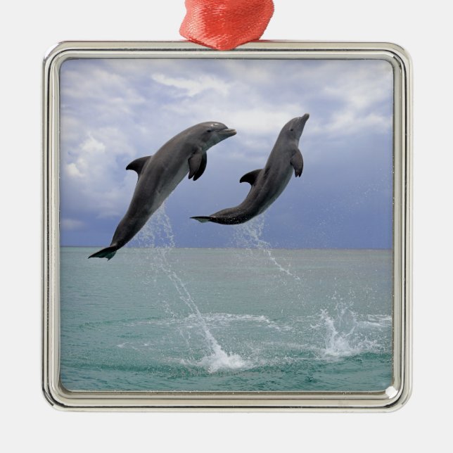 Adorno Metálico Delfínes el | Delfin (un Tuemmler más grueso) (Frente)