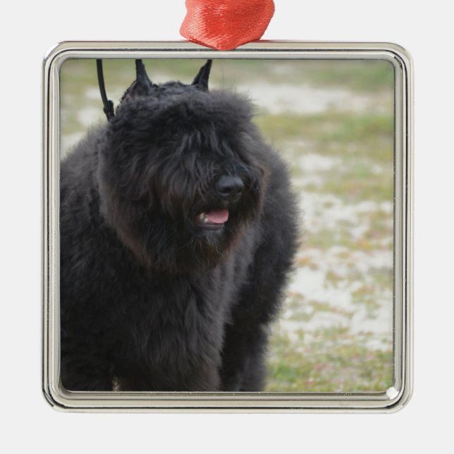 Adorno Metálico DES Flandes de Bouviers (Frente)