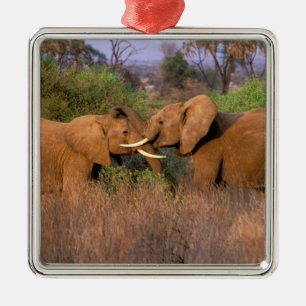 Adorno Metálico Desafío de elefantes en África, Kenia, Samburu