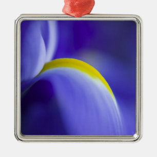 Adorno Metálico Detalle detallado de un iris de bandera azul.