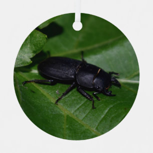 Adorno Metálico Dorcus parallelipipedus, el ciervo volante menor