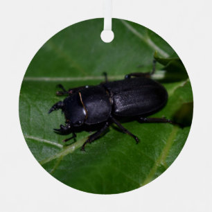 Adorno Metálico Dorcus parallelipipedus , el escarabajo de menor t