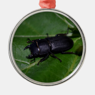 Adorno Metálico Dorcus parallelipipedus , el escarabajo de menor t