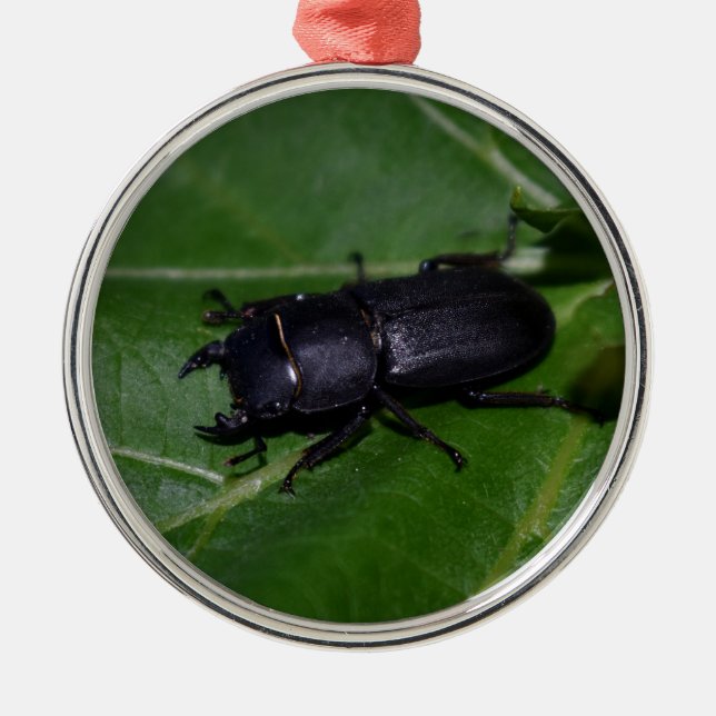 Adorno Metálico Dorcus parallelipipedus , el escarabajo de menor t (Frente)