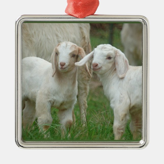 Adorno Metálico Dos cabras blancas lindas del bebé (Frente)
