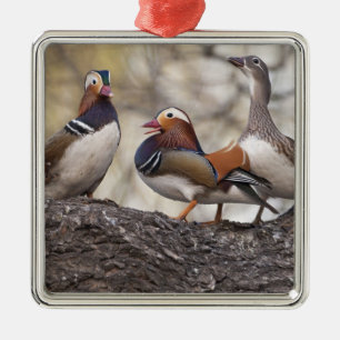 Adorno Metálico Dos machos compitiendo por un pato mandarín femeni