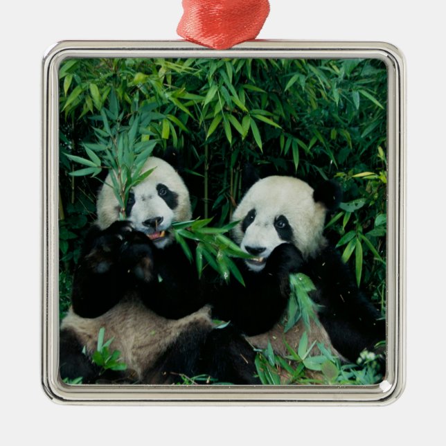 Adorno Metálico Dos pandas comiendo bambú juntos, Wolong (Frente)