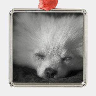 Adorno Metálico Dozing Pomeranian