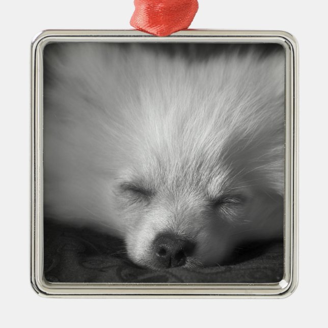 Adorno Metálico Dozing Pomeranian (Frente)