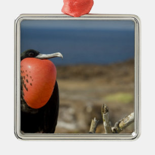 Adorno Metálico Ecuador, Galápagos, Isla Genovesa. Príncipe