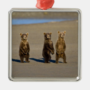 Adorno Metálico EE. UU. Alaska. Cachorros de oso pardo costero