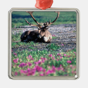 Adorno Metálico EE. UU., Alaska, Parque Nacional Denali, Caribou
