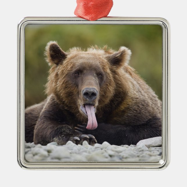 Adorno Metálico EE.UU., Alaska, Parque Nacional Katmai, Bahía Kuka (Frente)