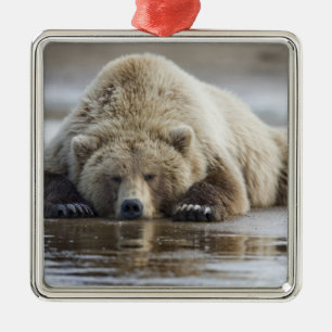 Adorno Metálico EE. UU., Alaska, Parque Nacional Katmai, Oso Pardo