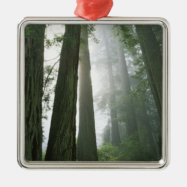 Adorno Metálico EE.UU., California, Parque Nacional Redwood. (Frente)