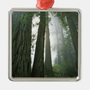 Adorno Metálico EE. UU., California, Parque Nacional Redwood, 2