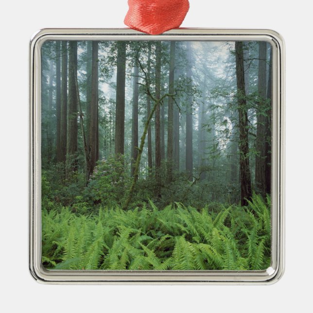 Adorno Metálico EE.UU., California, Redwood NP. Ferrocarriles y (Frente)