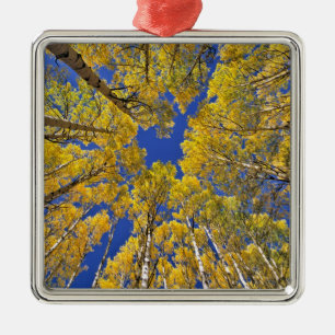 Adorno Metálico EE.UU., Colorado, área de Aspen. Bosque de ápice e