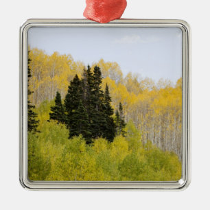 Adorno Metálico EE. UU., Colorado, Bosque Nacional Gunnison, a lo 