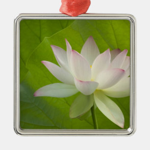 Adorno Metálico EE.UU., DC, Washington, Kenilworth Aquatic