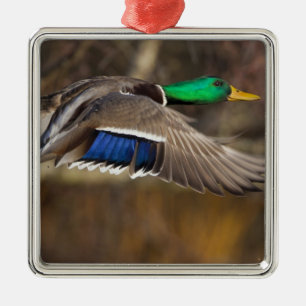 Adorno Metálico EE. UU., Estado de Washington, Mallard, macho, vue