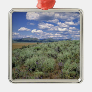 Adorno Metálico EE.UU., Idaho, Camas Co. Sagebrush y lupino