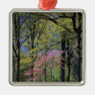 Adorno Metálico EE.UU., Kentucky, Louisville. Redbud oriental