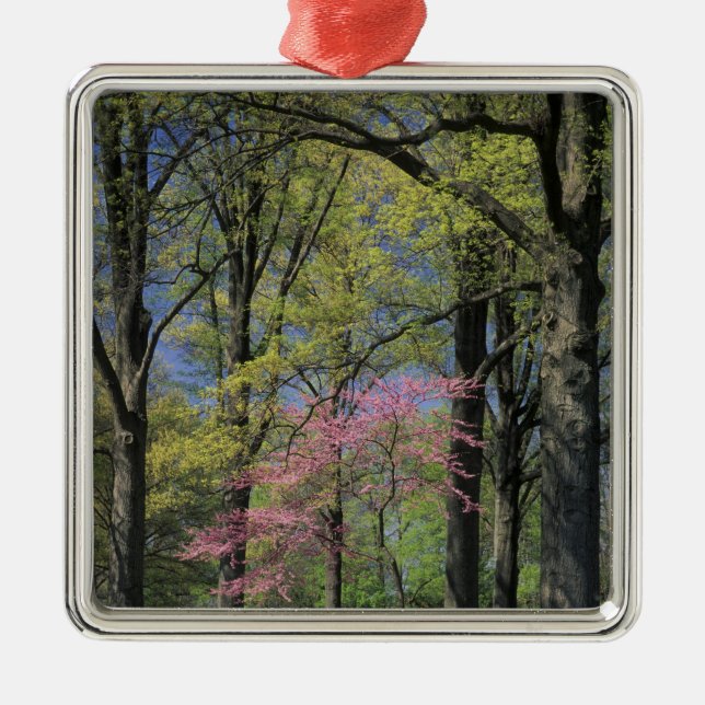Adorno Metálico EE.UU., Kentucky, Louisville. Redbud oriental (Frente)