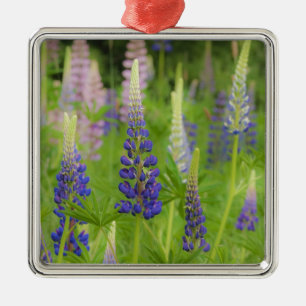 Adorno Metálico EE.UU., Maine, Parque Nacional Acadia. Campo de