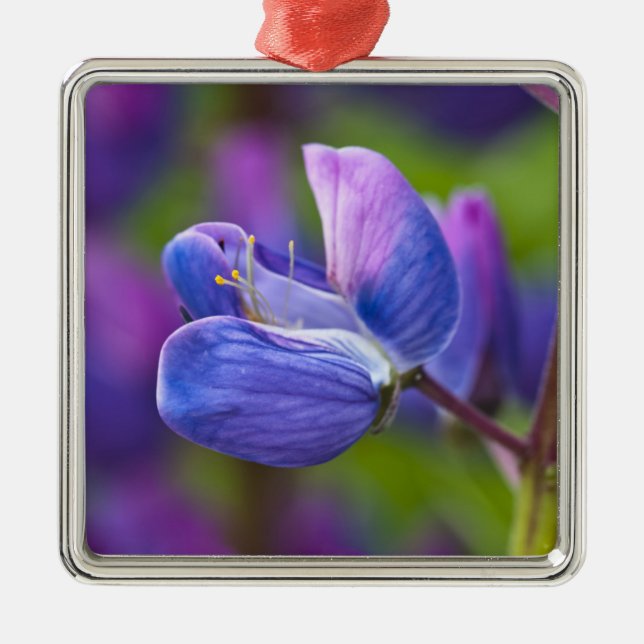 Adorno Metálico EE.UU., Maine, Parque Nacional Acadia. Cierre de (Frente)