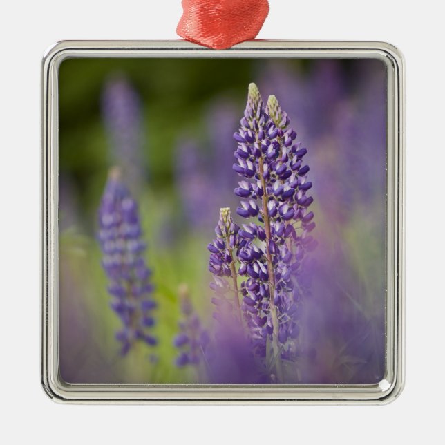 Adorno Metálico EE.UU., Noreste de Minnesota, cerca de Silver Bay, (Frente)