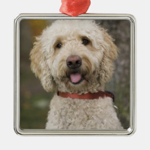 Adorno Metálico EE.UU., Nueva Inglaterra, Massachusetts, Lectura,