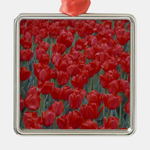 Adorno Metálico EE. UU., Ohio, Cincinnati. Lecho de tulipanes rojo