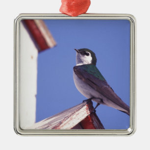 Adorno Metálico EE. UU., Oregón. Golondrina Verde-Violeta Tachycin