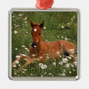 Adorno Metálico EE.UU., Oregón, Pony árabe.