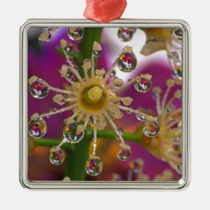 Adorno Metálico EE.UU., Oregón, Portland. Las flores de cosmos se 