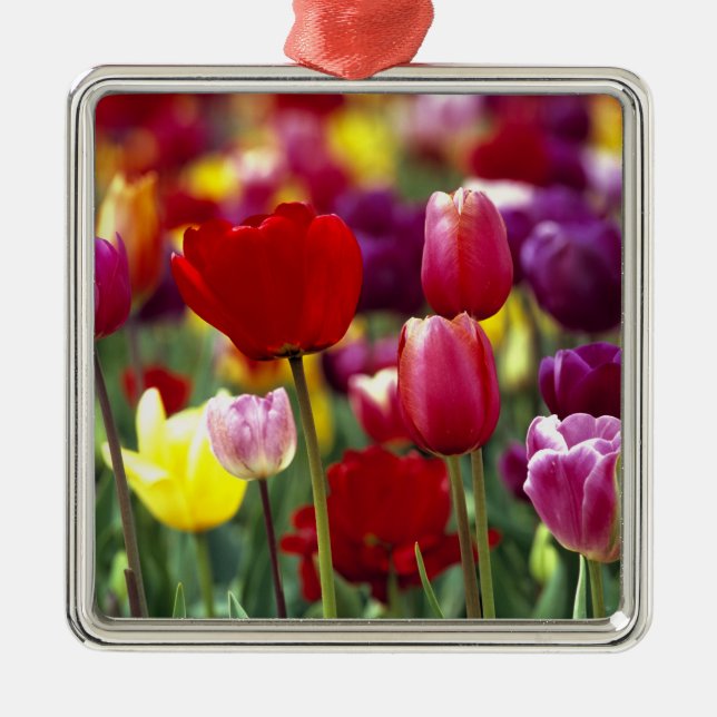 Adorno Metálico EE.UU., Oregón, Valle Willamette.Hermoso (Frente)