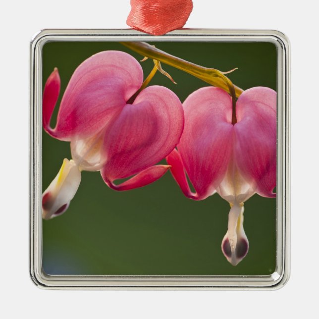 Adorno Metálico EE.UU., Pennsylvania. Cierre de dos hemorragias (Frente)