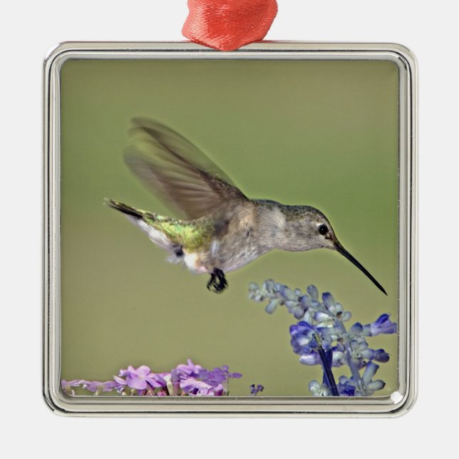 Adorno Metálico EE.UU., Texas, Hill Country. Chinned femenino (Frente)